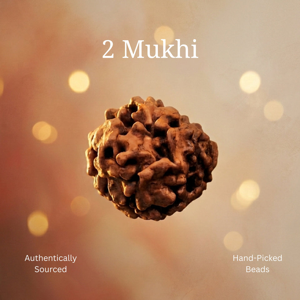2 Mukhi Rudraksha | Lab Certified
