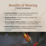 2 Mukhi Rudraksha | Lab Certified