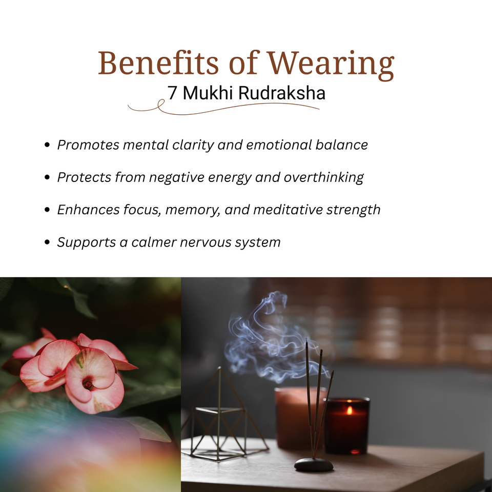 7 Mukhi Rudraksha | LAB TESTED