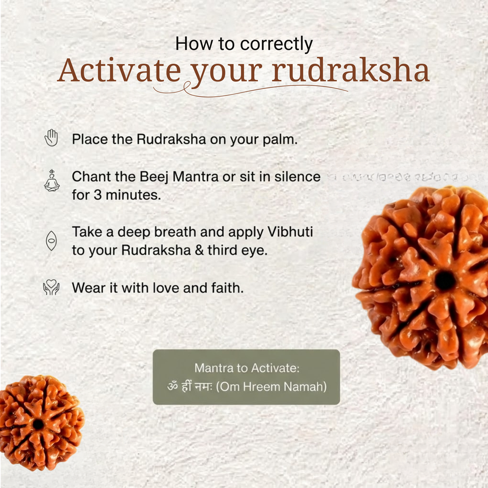 7 Mukhi Rudraksha | LAB TESTED