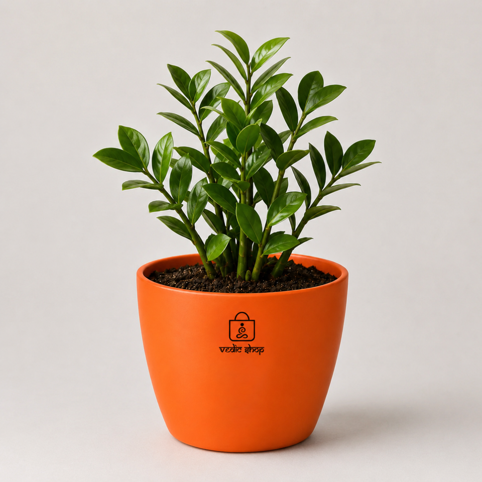 ZZ Plant