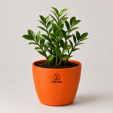 ZZ Plant