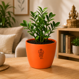 ZZ Plant