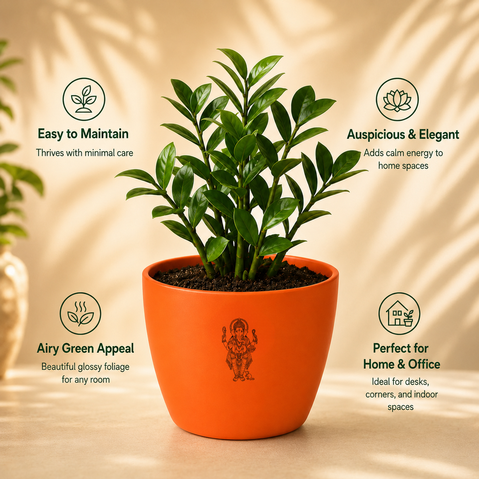 ZZ Plant