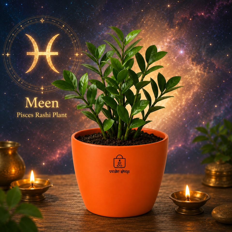 ZZ Plant