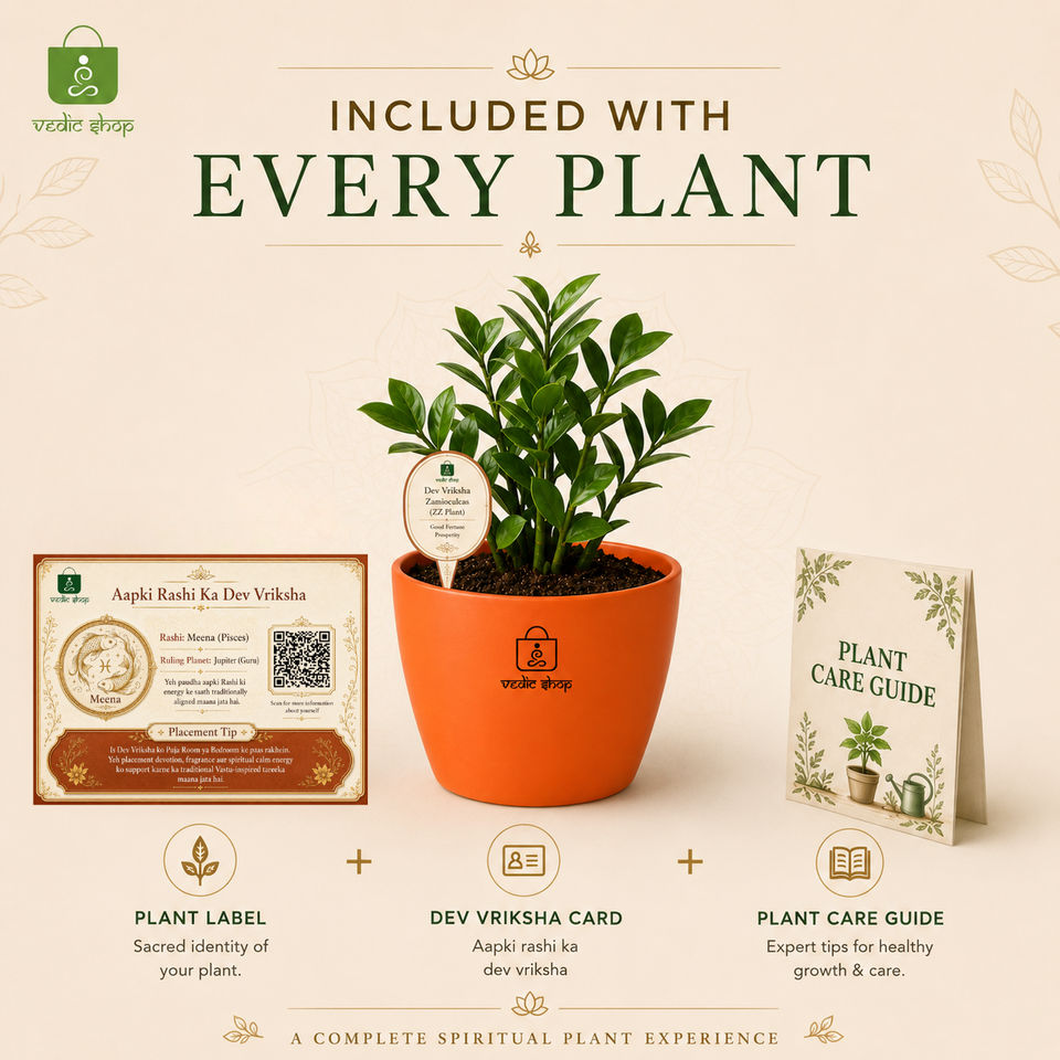 ZZ Plant