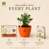 ZZ Plant