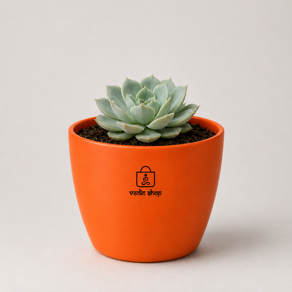 Echeveria albicans succulent