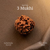 3 Mukhi Rudraksha | Nepal Origin | Lab Certified