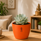 Echeveria albicans succulent