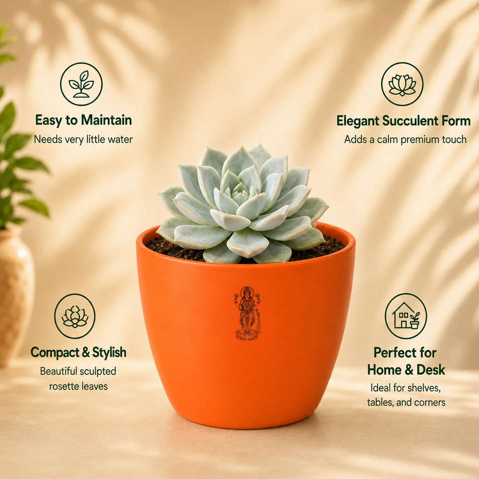 Echeveria albicans succulent