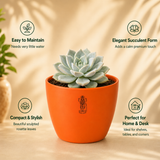 Echeveria albicans succulent
