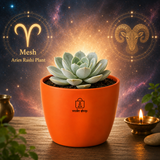 Echeveria albicans succulent