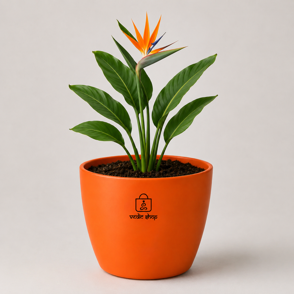 Bird of Paradise