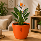 Bird of Paradise