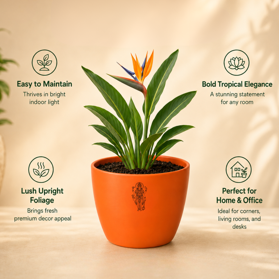 Bird of Paradise