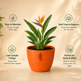 Bird of Paradise