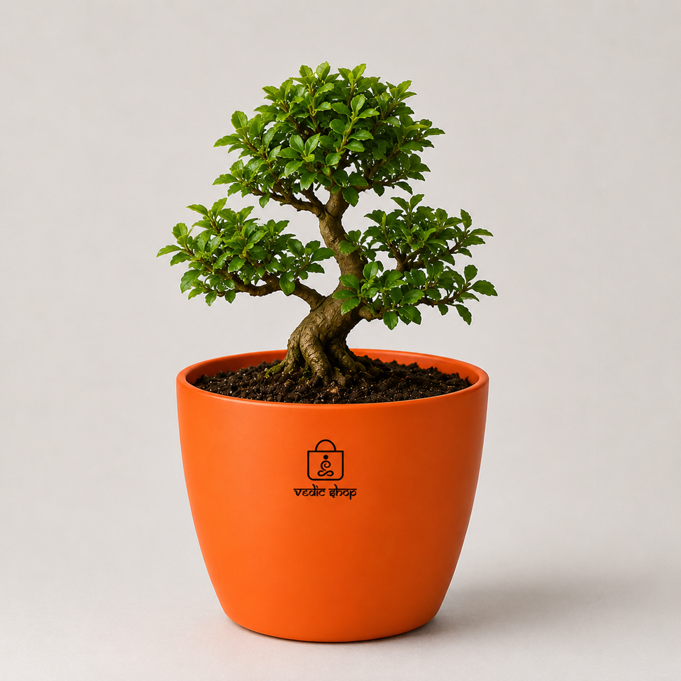 Bonsai