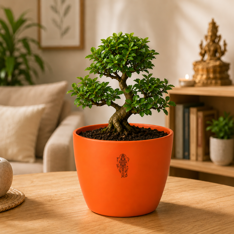 Bonsai