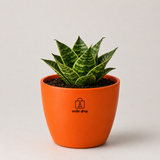 Dwarf Snake Plant