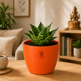 Dwarf Snake Plant