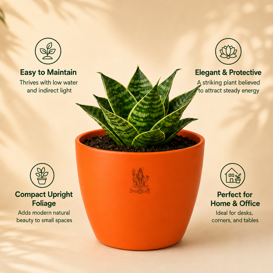 Aquarius Sacred Snake Plant Combo