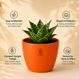 Aquarius Sacred Snake Plant Combo