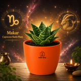 Dwarf Snake Plant