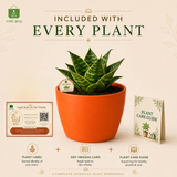 Dwarf Snake Plant