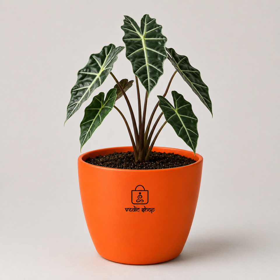 Alocasia Plant