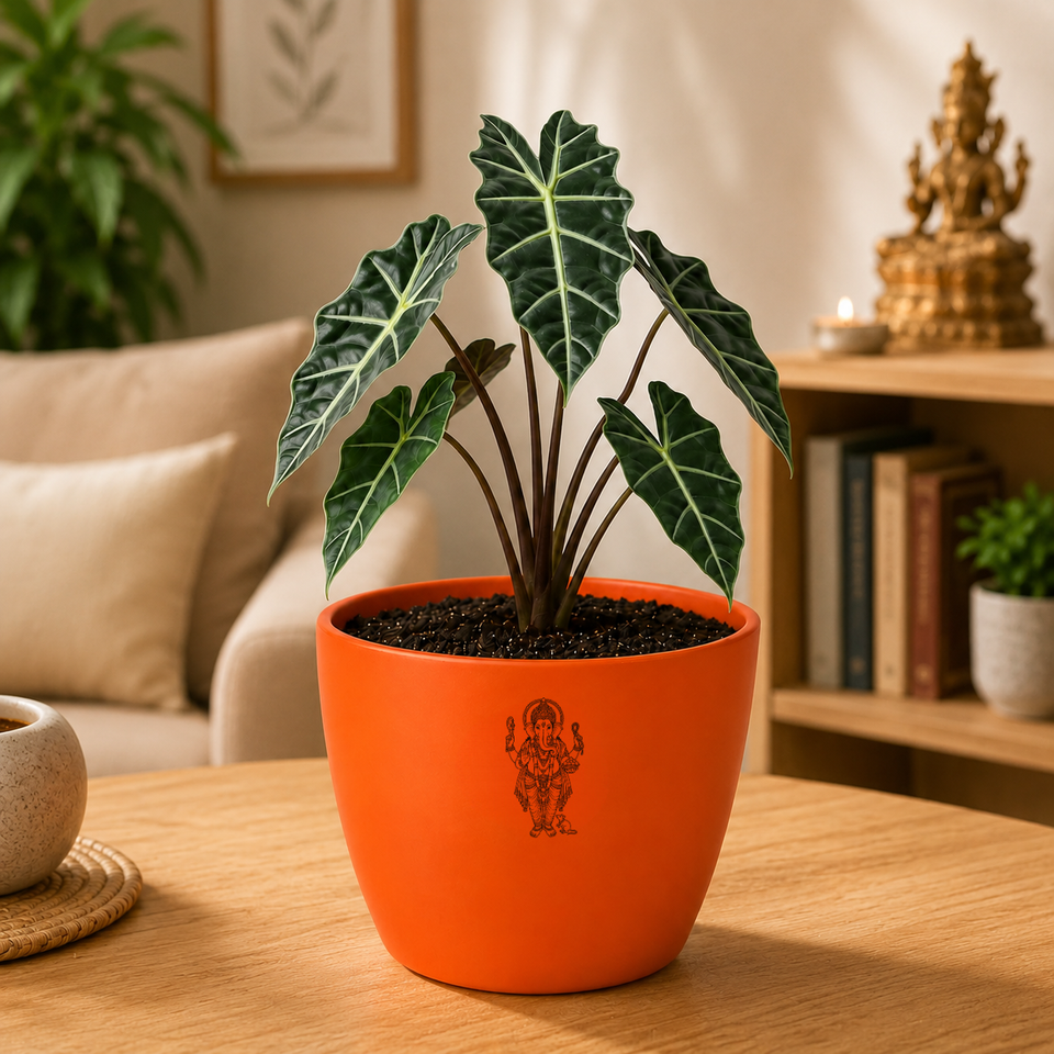 Alocasia Plant
