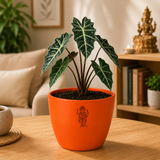 Alocasia Plant