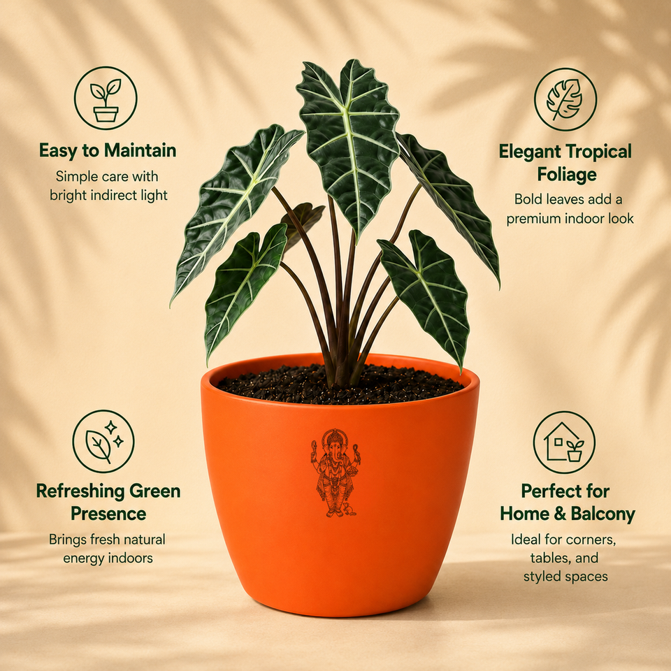 Alocasia Plant