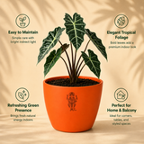 Alocasia Plant