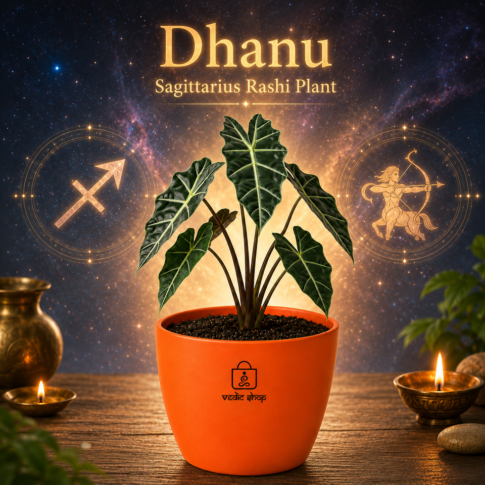 Alocasia Plant