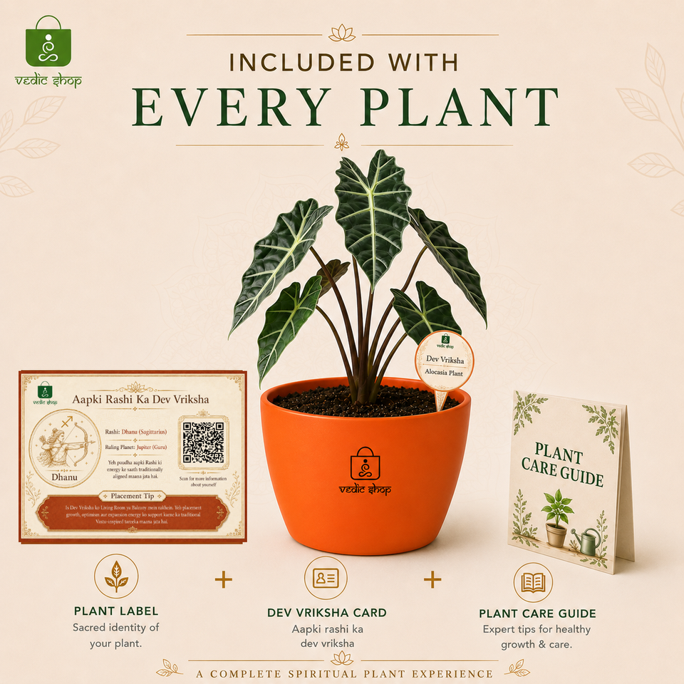 Alocasia Plant