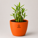 Bamboo Plant