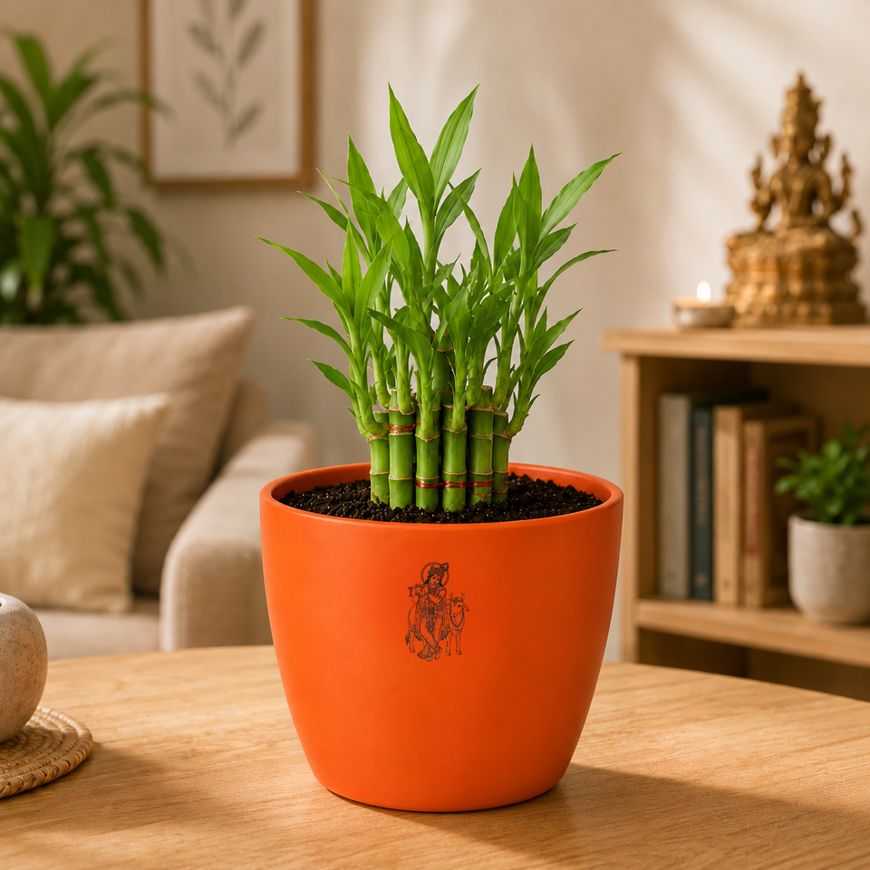 Bamboo Plant
