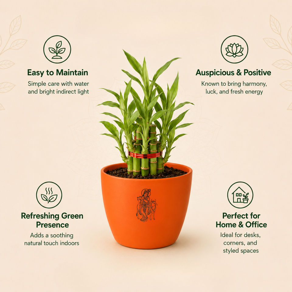 Bamboo Plant