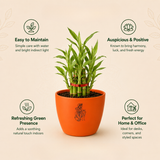 Bamboo Plant