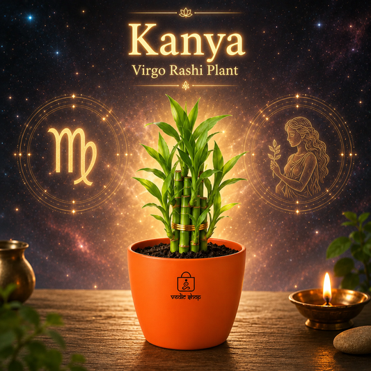 Bamboo Plant