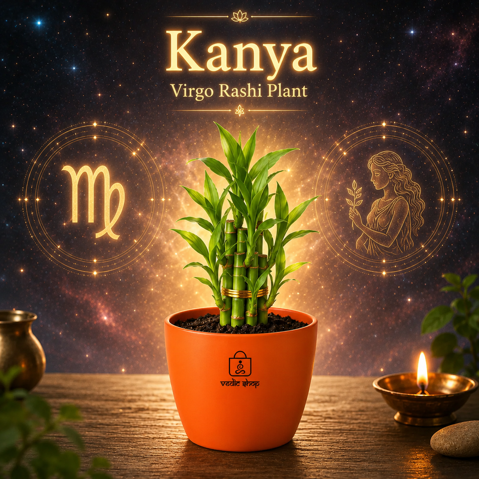 Bamboo Plant