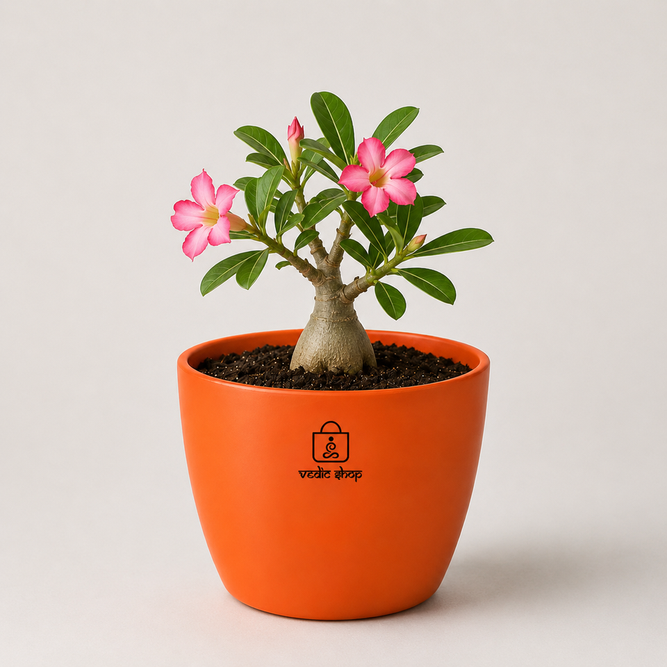 Rosy Adenium Plant
