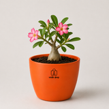 Rosy Adenium Plant