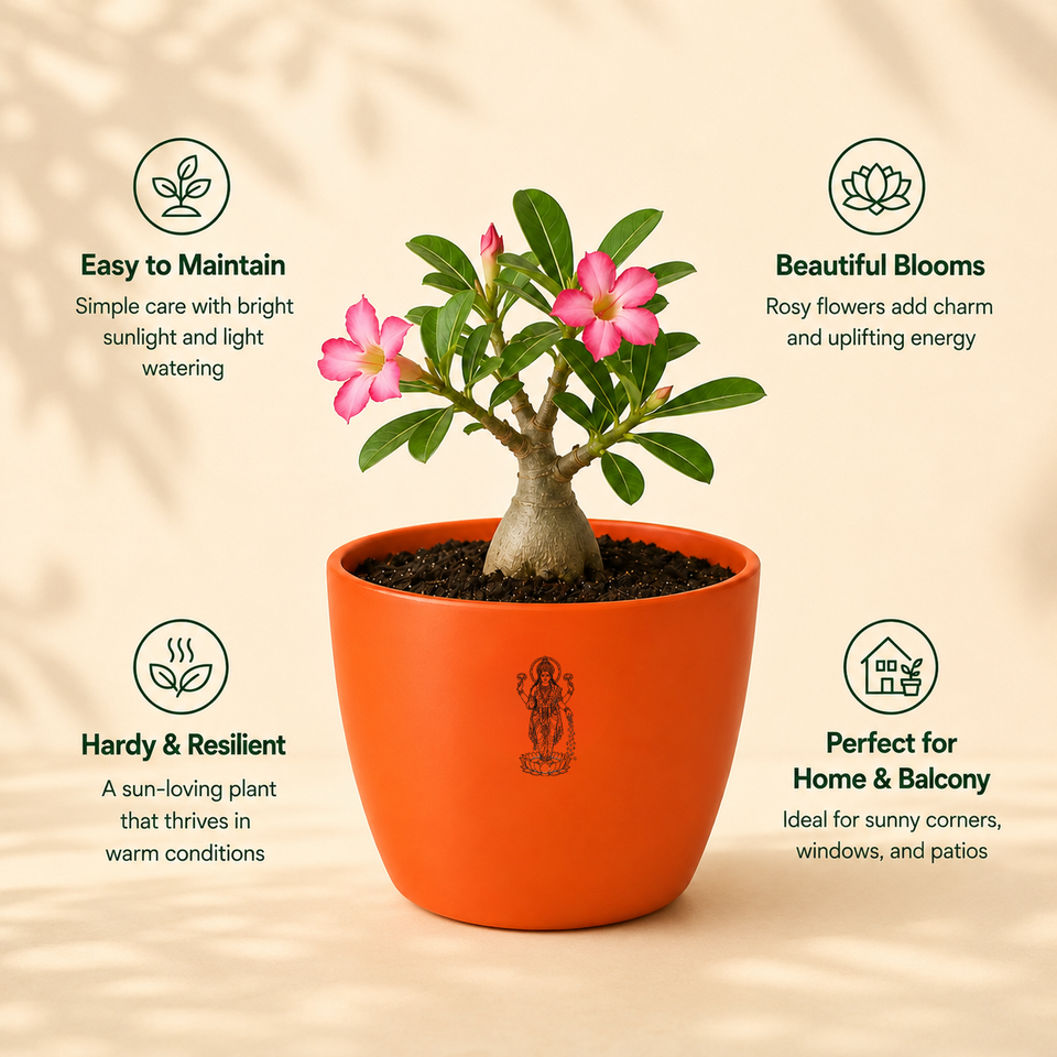 Rosy Adenium Plant