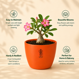 Rosy Adenium Plant