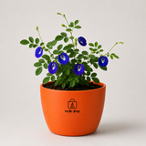 Blue Butterfly Plant