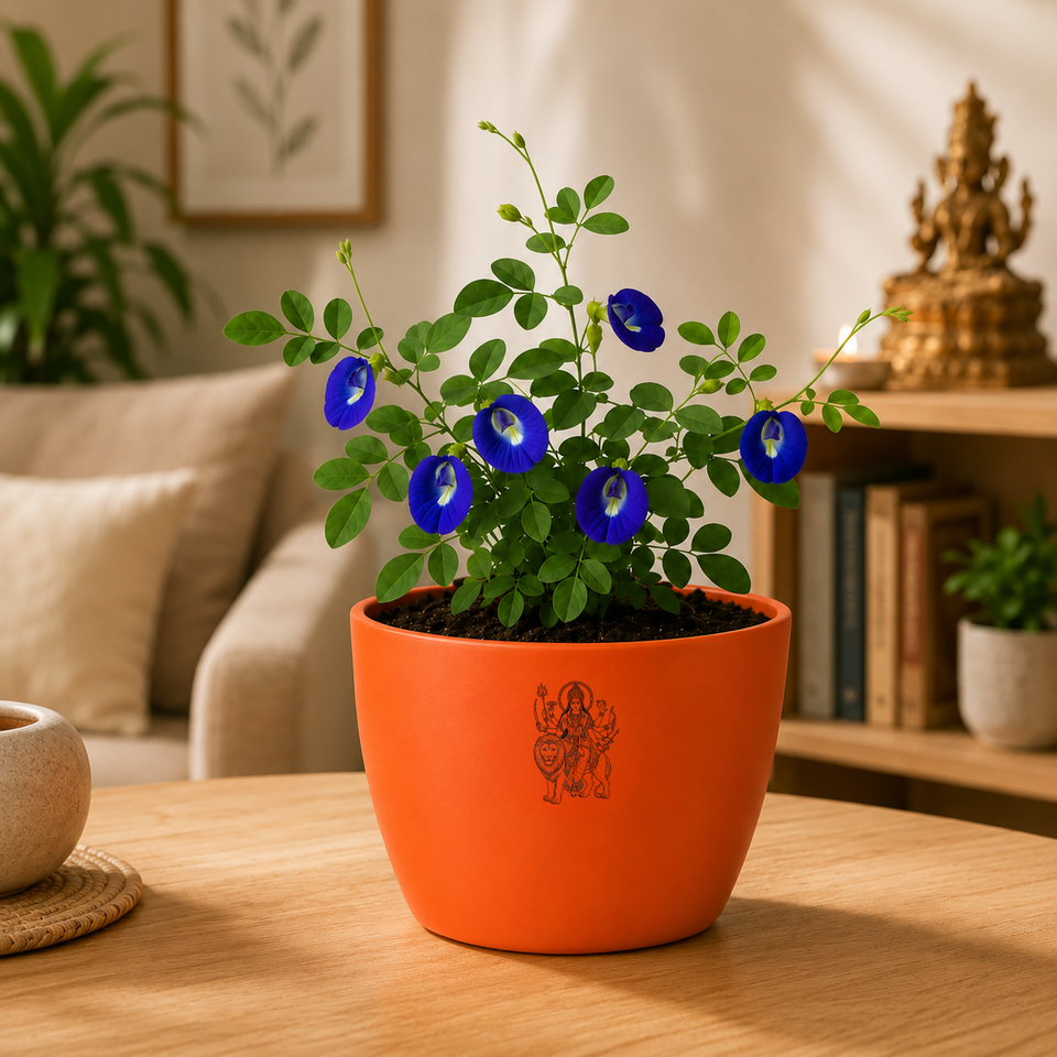 Blue Butterfly Plant