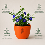 Blue Butterfly Plant