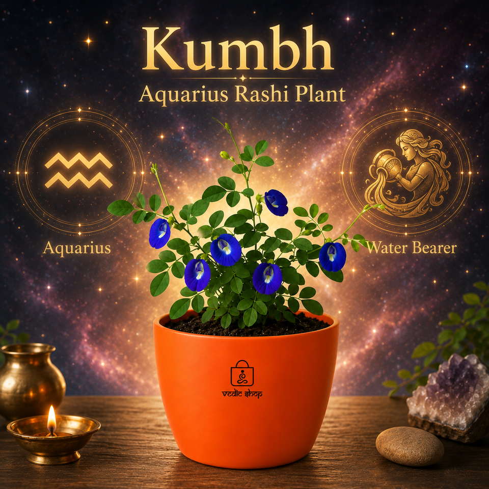 Blue Butterfly Plant